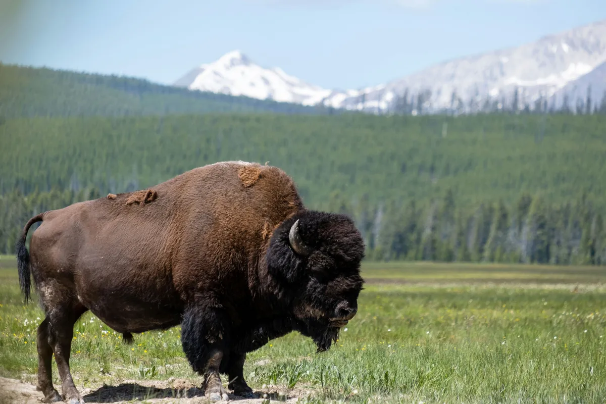 Bison roaming on ancestral rangeland