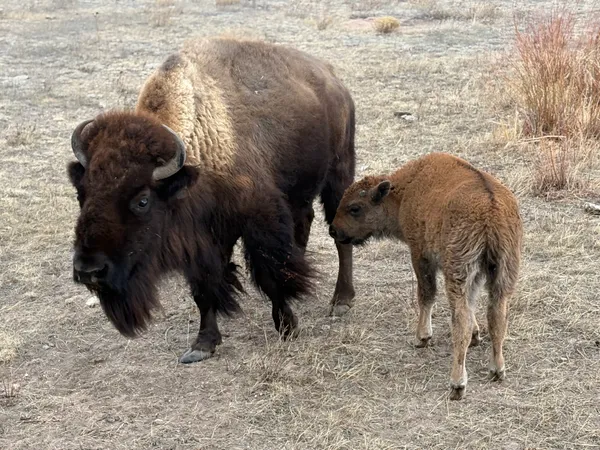 Bison mama and calf at Terry Bison Ranch